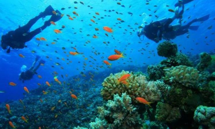 Egresadas de la UNAH ganan premio con proyecto de restauración de arrecifes coralinos en Islas de la Bahía