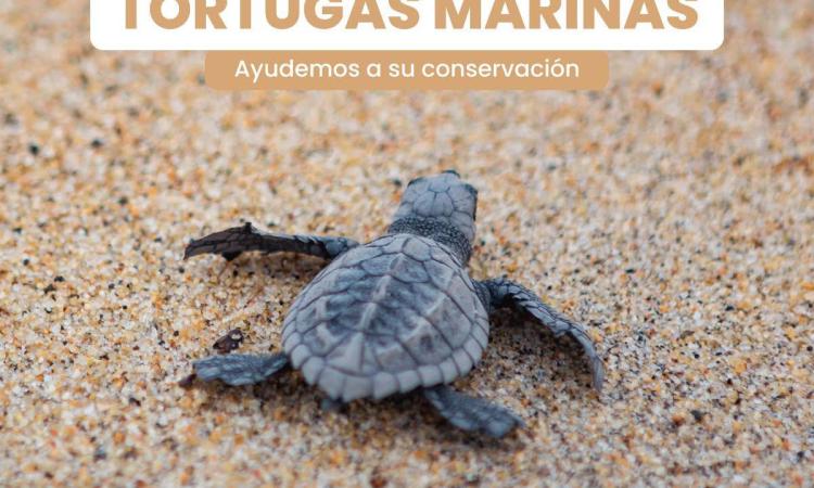 Día Internacional de la Tortuga Marina | 16 de junio 