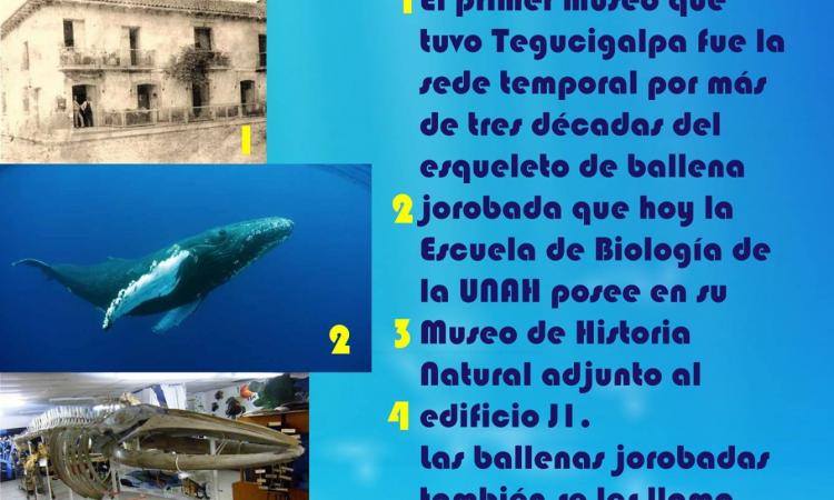 Investigación “El rostro de una ballena”.