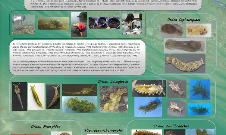 Proyecto “Diversidad de Babosas Marinas (Mullusca, Gastropoda, Heterobranchia)".