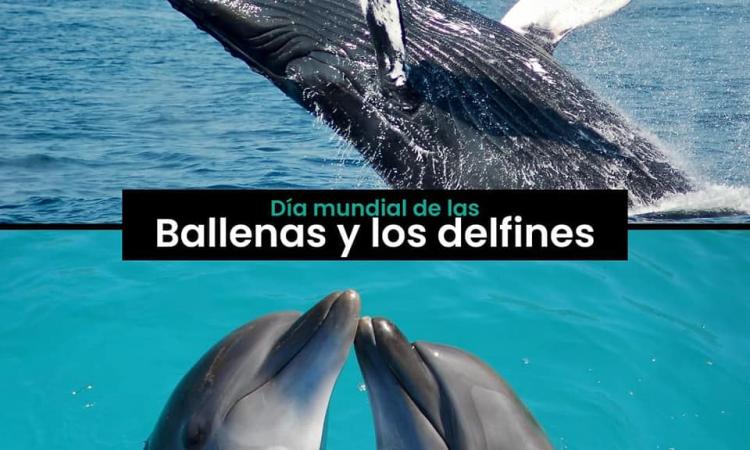 23 de julio, día mundial de las ballenas y los delfines.