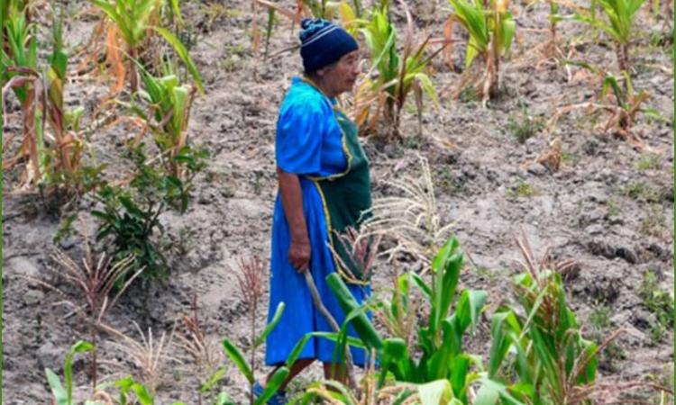 La crisis de inseguridad alimentaria en Honduras: un panorama alarmante 