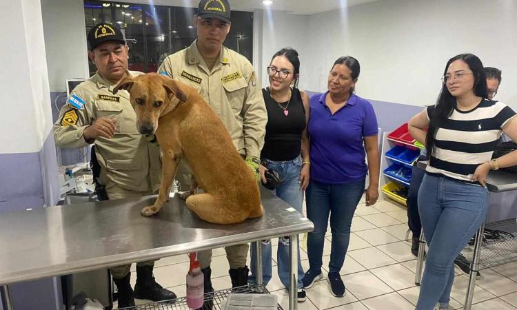 Amor por los caninos: Estudiantes y Bomberos salvan a Rocko