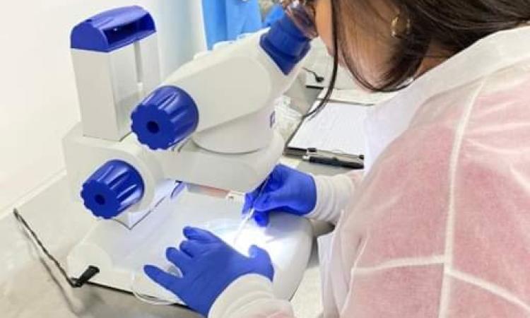 UNAH colabora en investigación sobre Wolbachia para reducir casos de dengue en la población