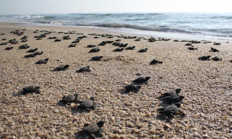 Pumas Verdes liberan tortugas golfinas en Golfo de Fonseca