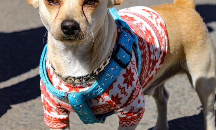 UNAH Campus Danlí realiza caminata para protección de derechos de los animales