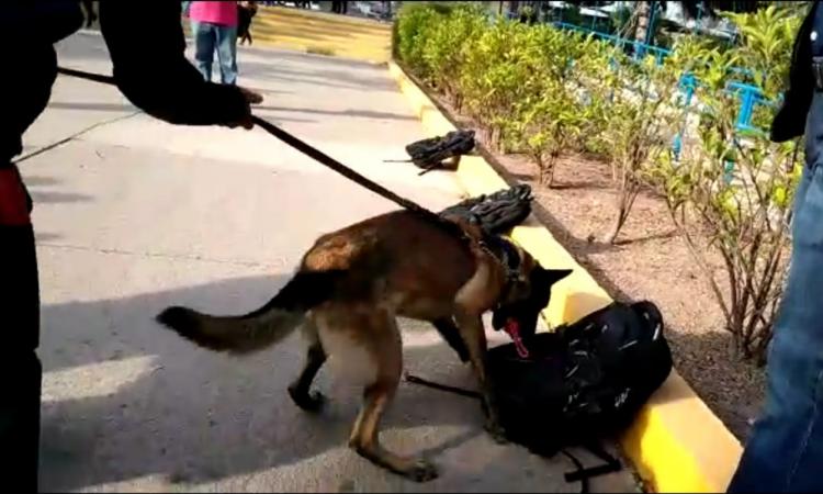 Para prevenir y combatir tráfico de drogas se realizan operativos caninos en campus universitario