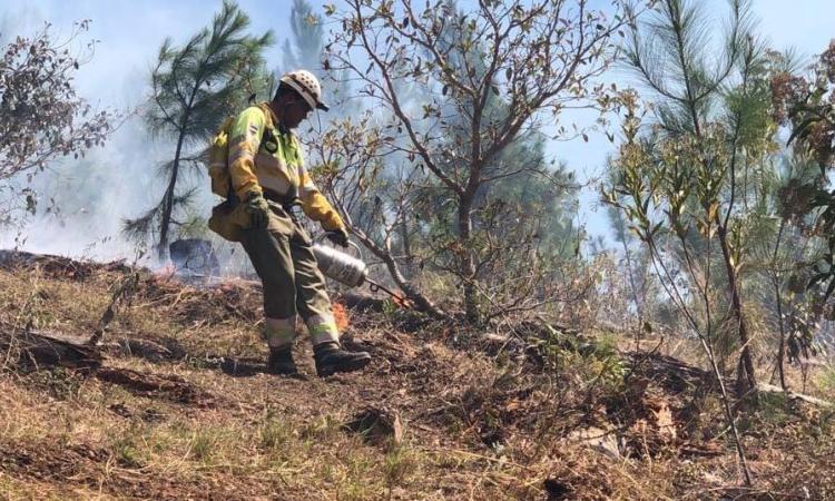 Cuerpo de Bomberos reporta a la fecha, más de 150 incendios forestales