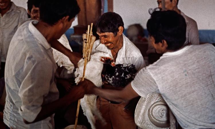 Presentan documental sobre compostura lenca del maíz, ritual ancestral relacionado a la siembra y cosecha