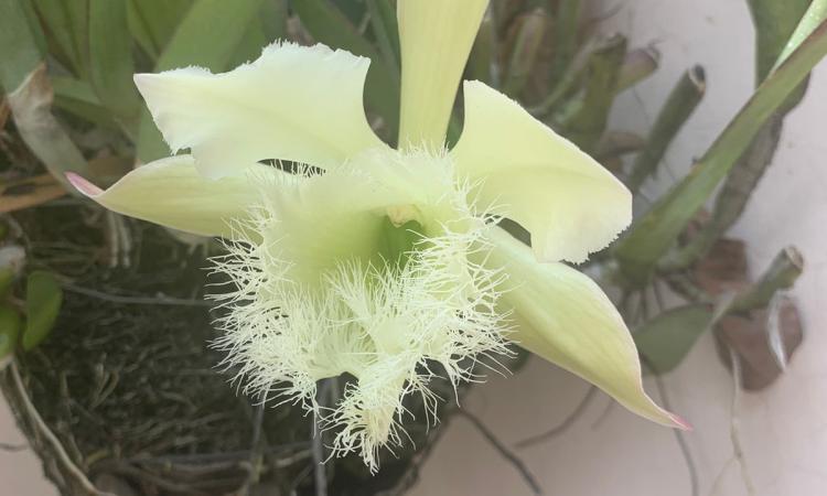 Una mirada biológica a la Flor Nacional (Rhyncholaelia digbyana)