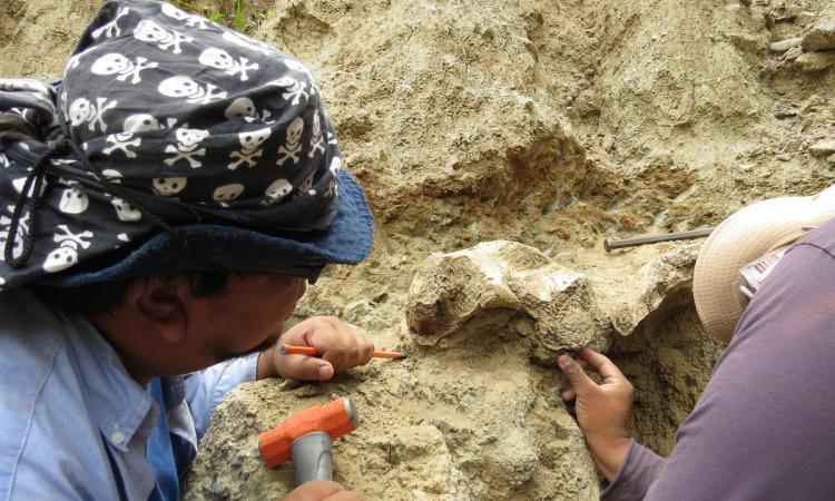 Descubrimientos fósiles en Honduras revelan una fascinante historia del siglo XIX!