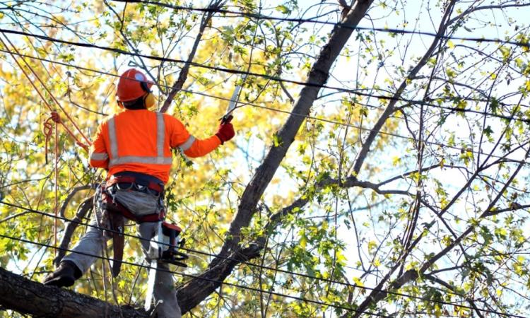 SEAPI avisa a comunidad universitaria sobre corte de ramas de árboles en Ciudad Universitaria 