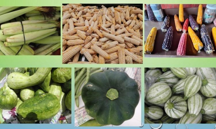 Curoc desarrolla proyecto sobre semillas autóctonas y tradicionales 