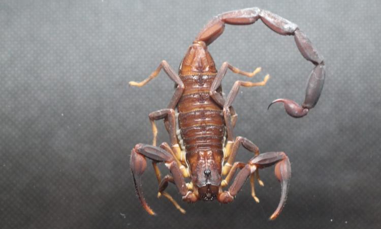 Estudiante de la UNAH descubre nueva especie de escorpión endémico de Honduras 