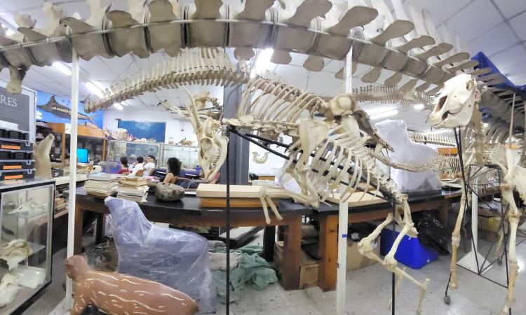 Fotorreportaje: El único Museo de Historia Natural en Honduras está en la UNAH, ¡conócelo!