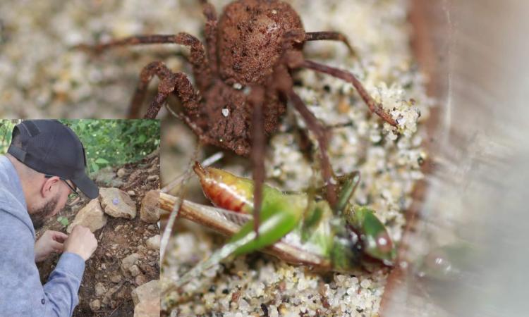 Estudiante de la UNAH descubre nueva especie de araña venenosa 
