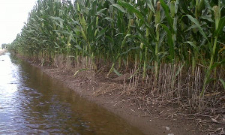 Fuertes lluvias podrían afectar cultivos