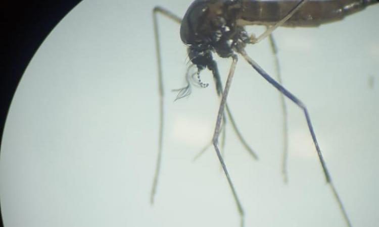 Facultad de Ciencias Médicas inicia acciones contra el Dengue