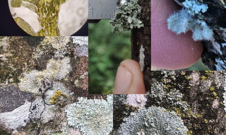 UNAH impulsa proyecto de biomonitoreo para evaluar la calidad local del aire 