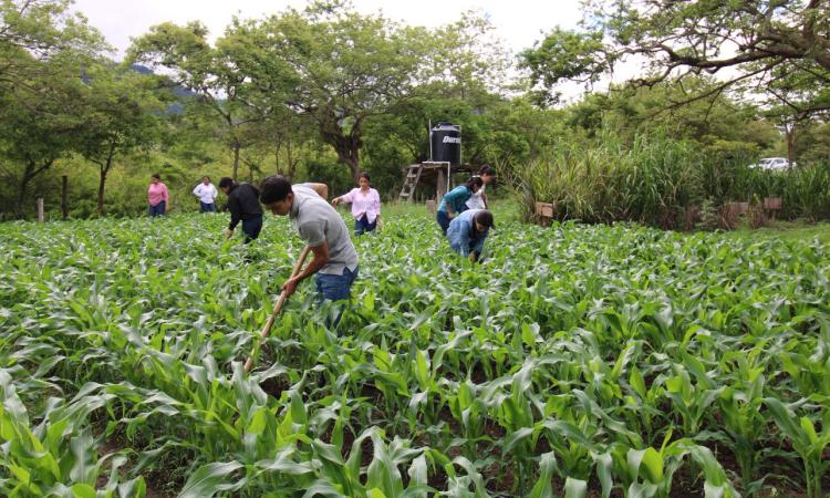 Estudiantes de UNAH Campus El Paraíso realizan prácticas de campo