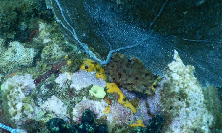 UNAH Campus Atlántida colabora con monitoreo de arrecife coralino mesoamericano