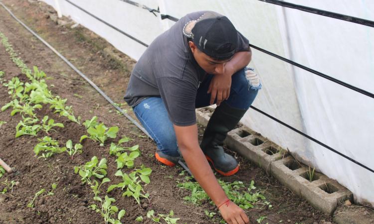 Estudiantes de UNAH Campus El Paraíso siembran jardín con 16 diferentes tipos de pasto