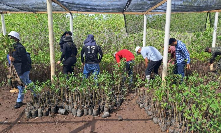 Voluntarios de la UNAH siembran 1,200 plántulas de mangle rojo  