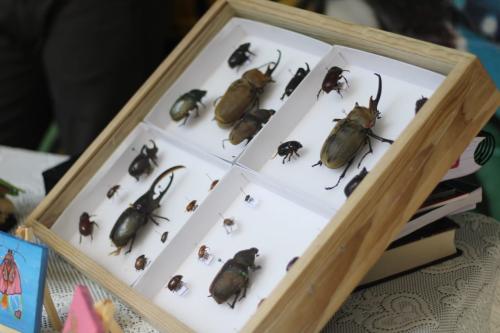 Feria de Insectos 5