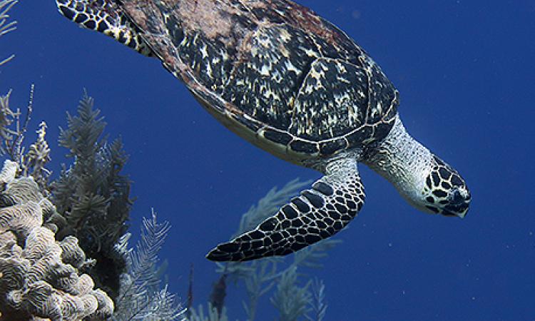 UNAH y organización internacional lideran estudios clave sobre tortugas marinas en Islas de la Bahía