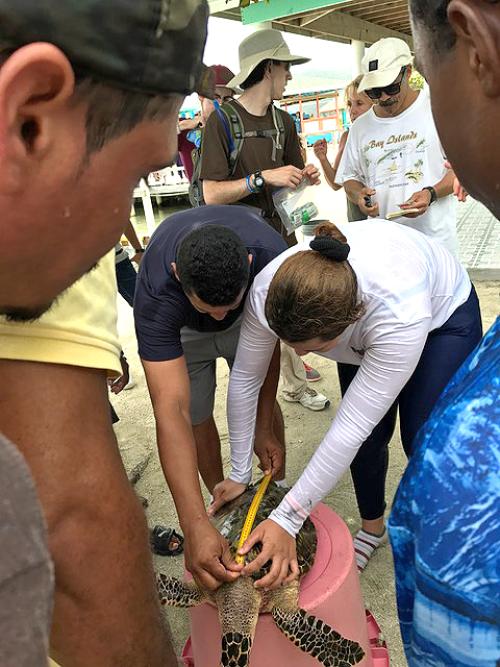 Turtle Measuring Adjusted