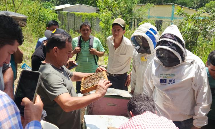 UNAH Campus El Paraiso y Mesa Apícola impulsan proyectos para fortalecer el sistema productor de miel 