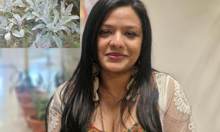 Científica de la UNAH crea cicatrizante en nanoemulsión a base de planta 