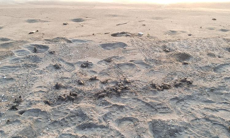 Voluntarios de Pumas en Acción liberan 280 tortugas golfinas