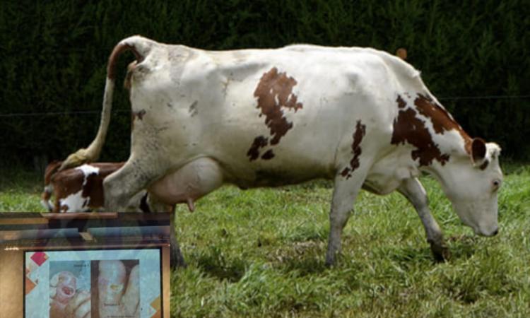 Investigación: Calostro de vaca promete grandes resultados para pie diabético, úlceras y quemaduras