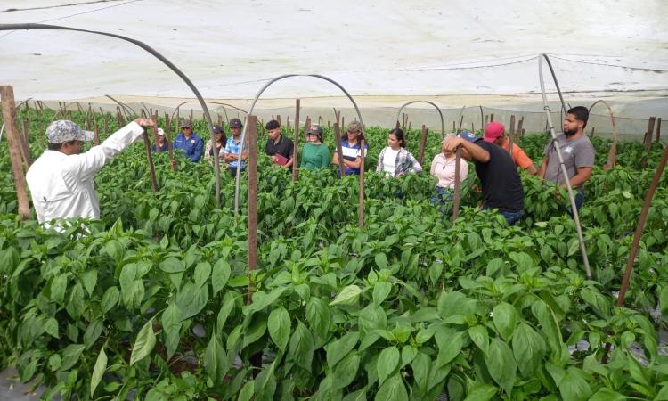 Estudiantes de UNAH Campus El Paraíso fortalecen su aprendizaje con práctica en centros hortícolas de Araulí