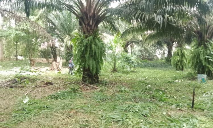 UNAH Campus Atlántida contará en el II-Pac con el Técnico Sostenible en Palma Aceitera