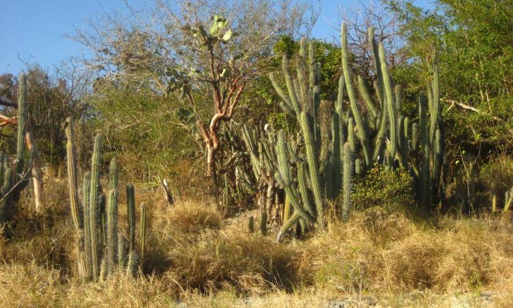 Más de 500 plantas en Honduras se encuentran en peligro de extinsión