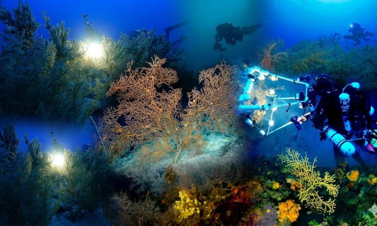 Científicos descubren “bosques marinos” en aguas profundas de Roatán y alertan contaminación