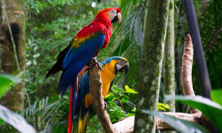  Día Internacional de la Diversidad Biológica: 40 % de la fauna de Honduras está en peligro