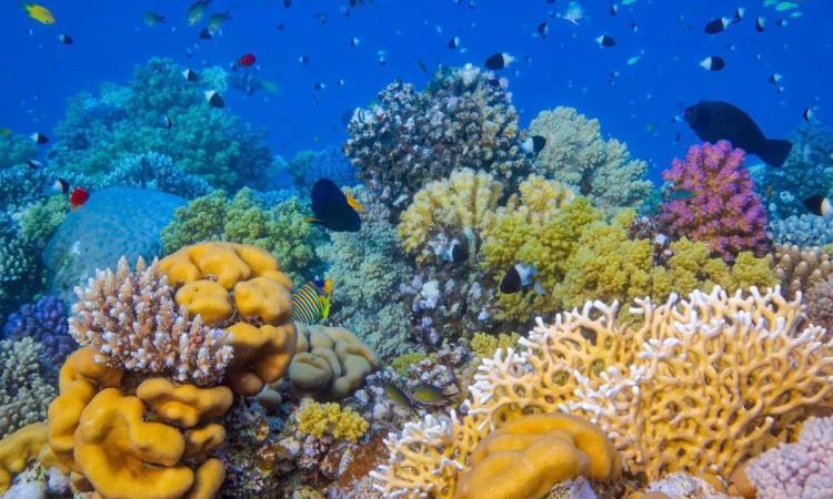 Técnico en Monitoreo Marino-Costero fortalecerá la protección de los corales en Honduras