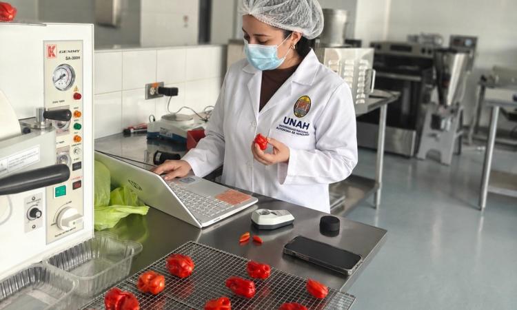 UNAH Copán investiga variedades nativas de chile para impulsar la innovación agroindustrial