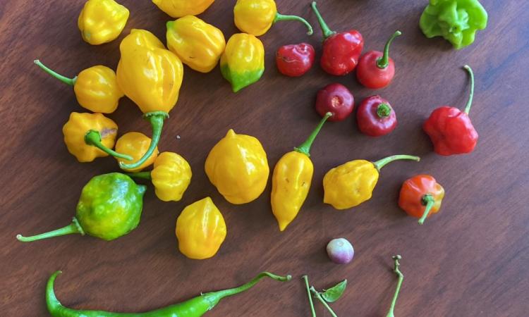 UNAH Copán investiga variedades nativas de chile para impulsar la innovación agroindustrial
