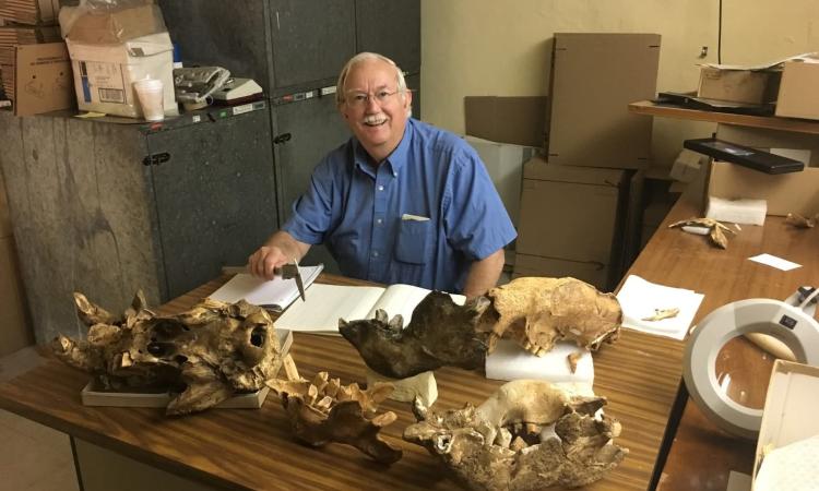 Gran descubrimiento de oso perezoso gigante en Honduras 
