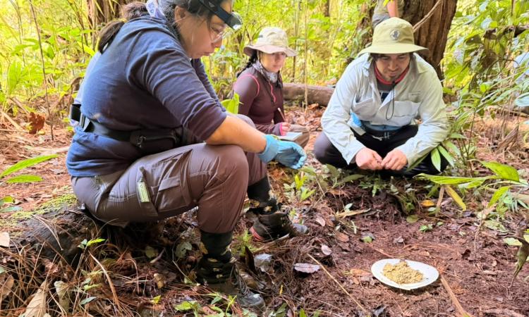 Cuando desaparecen los mamíferos, los escarabajos cuentan la historia
