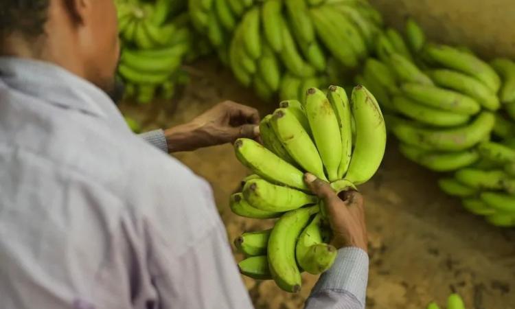UNAH plantea seis ejes para transformar la producción y el desarrollo nacional