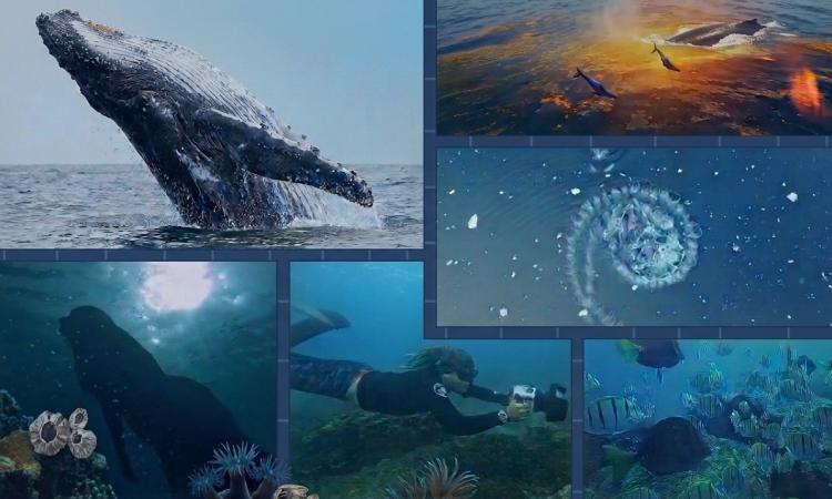 UNAH refuerza la concientización y conservación de los recursos naturales con presentación de documental “Choibá, la danza de la ballena yubarta”