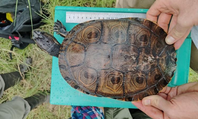 Estudiantes de UNAH Cortés se forman en el monitoreo de tortugas de agua dulce