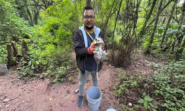  Utilizan cámaras trampa para monitorear fauna silvestre y fortalecer su conservación en Ciudad Universitaria