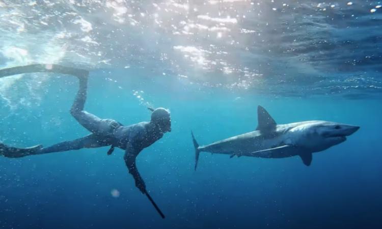 Teoría académica: Cambio de corrientes marinas posibilitan presencia de tiburones en las costas hondureñas