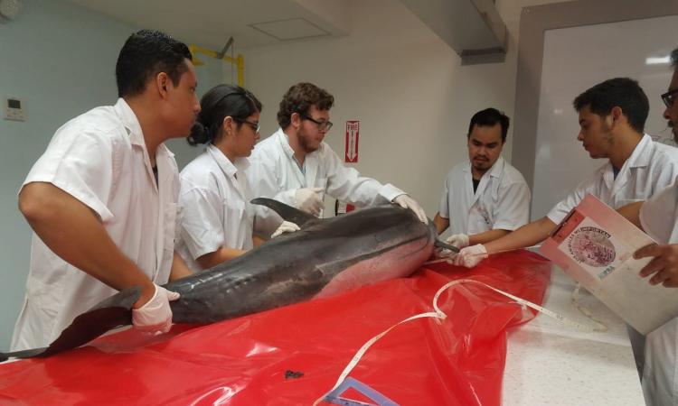 Biología de UNAH-VS trabaja en la taxidermia de un delfín  